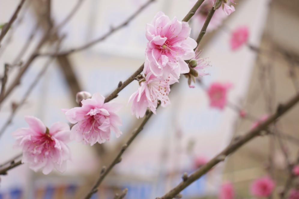 Đào được mùa, người dân Nhật Tân phấn khởi 